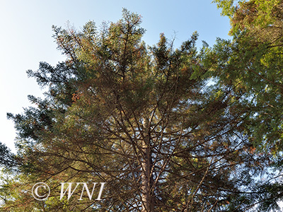 Red Spruce (Picea rubens)